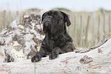 CANE CORSO 549